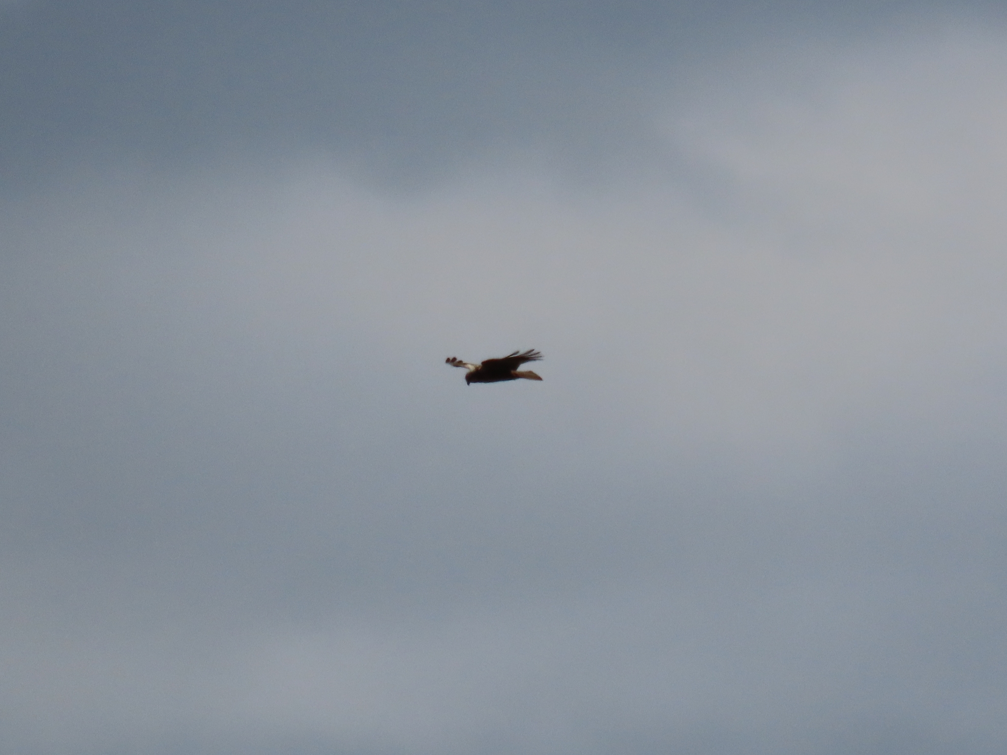 Western Marsh Harrier