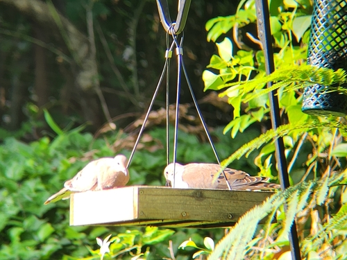 Mourning Dove photographed in Alabama