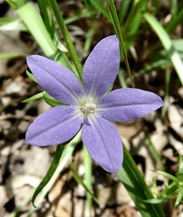 Triodanis biflora