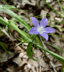 Triodanis biflora