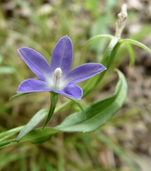 Triodanis biflora