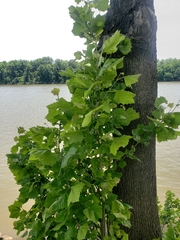 Platanus occidentalis