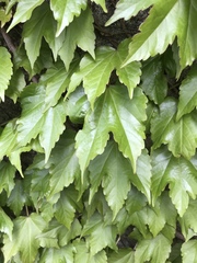 Parthenocissus tricuspidata