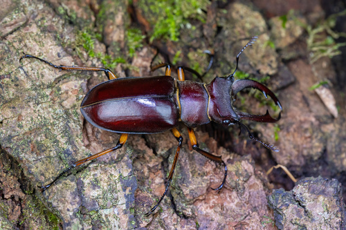 Lucanus fairmairei