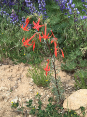 Ipomopsis aggregata formosissima