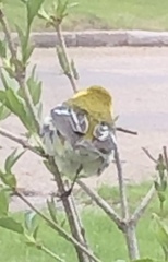 Setophaga virens
