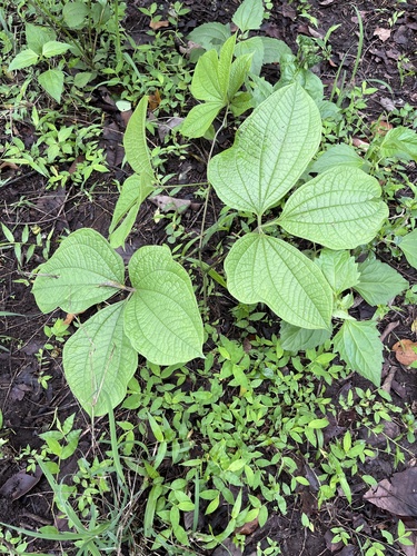 Dioscorea hispida observed 2024-06-07