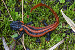 Kweichow Crocodile Newt photo 2