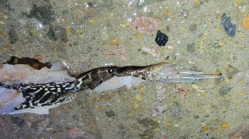 Black-spotted Frog