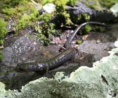 Plethodon hoffmani