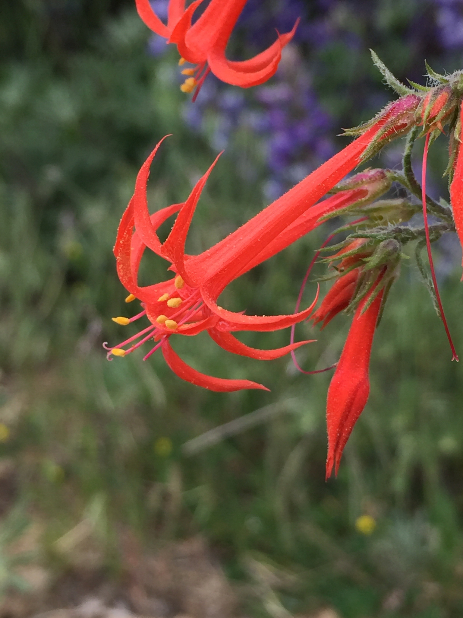 Ipomopsis aggregata ssp. formosissima