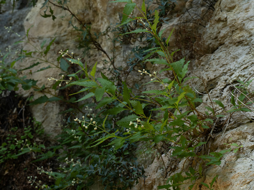 Wand butterflybush (Buddleja racemosa)
