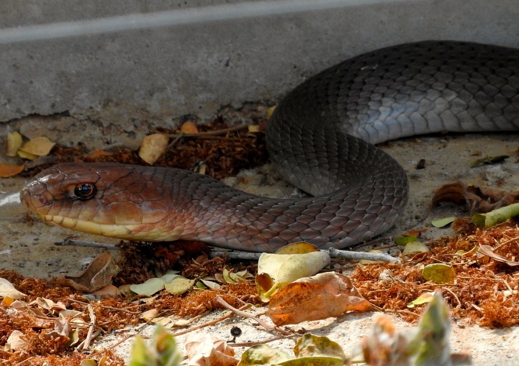 Neotropical Whip Snake