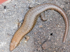 Trachylepis maculilabris