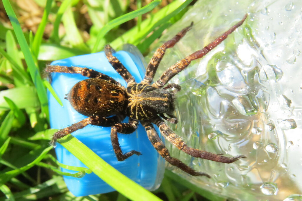 Isoctenus janeirus