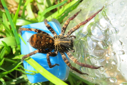Isoctenus janeirus