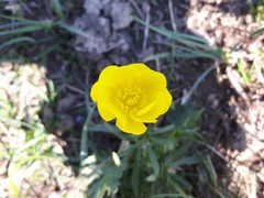 Ranunculus pedatifidus affinis