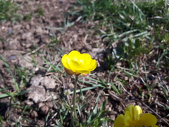 Ranunculus pedatifidus affinis