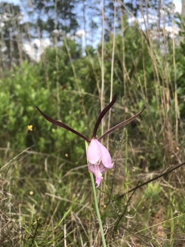 Image of Cleistesiopsis divaricata by (c) Brandon Corder, some rights reserved (CC BY)