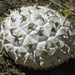 Sculpted Puffball - Photo (c) Eric, some rights reserved (CC BY-NC), uploaded by Eric