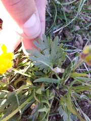 Ranunculus pedatifidus affinis