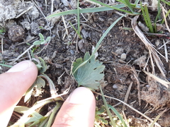 Ranunculus pedatifidus affinis