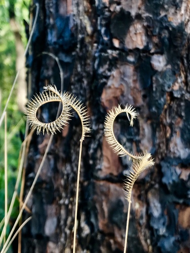 Image of Ctenium floridanum by (c) Brandon Corder, some rights reserved (CC BY)