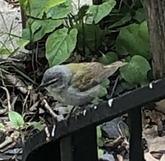 Leiothlypis peregrina