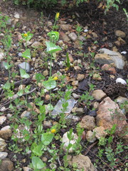 Lysimachia linum-stellatum
