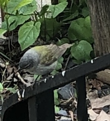 Leiothlypis peregrina