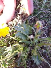 Ranunculus pedatifidus affinis