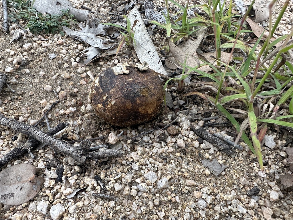 Pisolithus in May 2024 by Kylie Agnew-Francis · iNaturalist