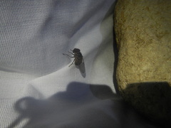 Copestylum opalescens