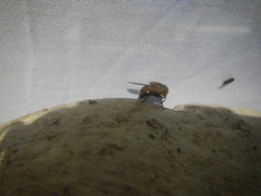 Copestylum opalescens