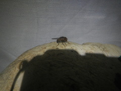 Copestylum opalescens