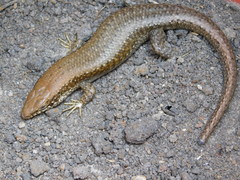 Trachylepis maculilabris