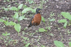 Turdus migratorius