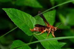 Vitacea polistiformis