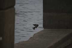 Passer domesticus