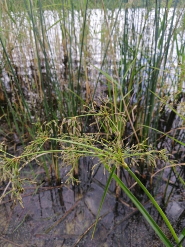 Scirpus radicans iNat (2)