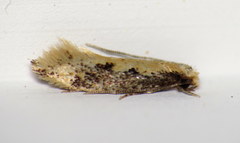 Tinea mandarinella