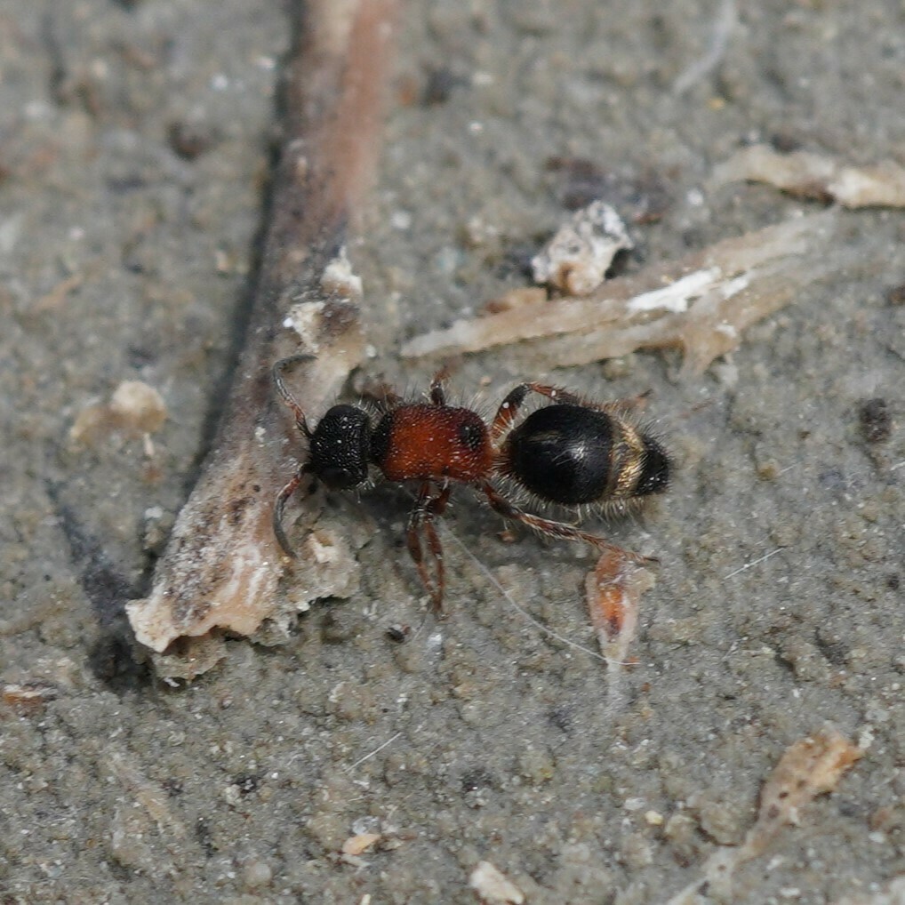 Smicromyrme lewisi