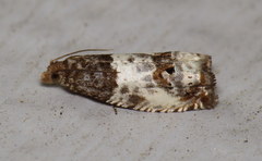 Notocelia rosaecolana