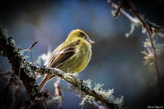 Empidonax flavescens