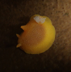 Doriopsilla albopunctata