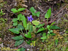 Viola inconspicua nagasakiensis
