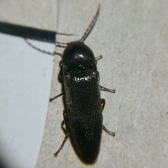 Melanotus