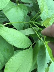 Catalpa