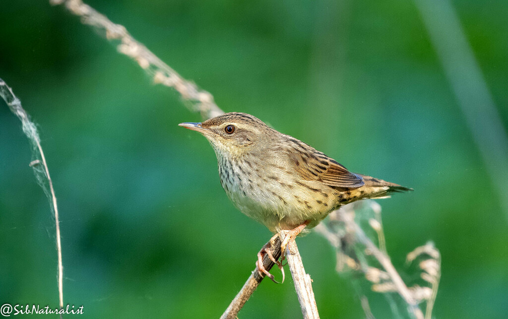 Lanceolated Warbler photo