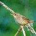 Lanceolated Warbler - Photo (c) Leonid, some rights reserved (CC BY-NC), uploaded by Leonid